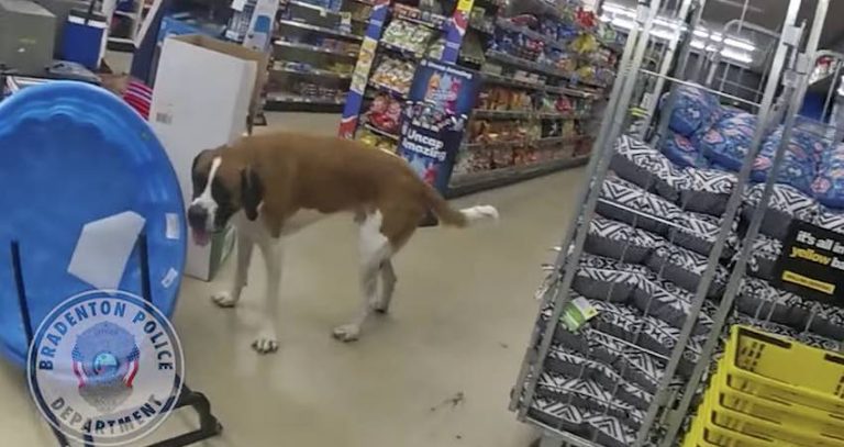 large dog wanders into dollar store