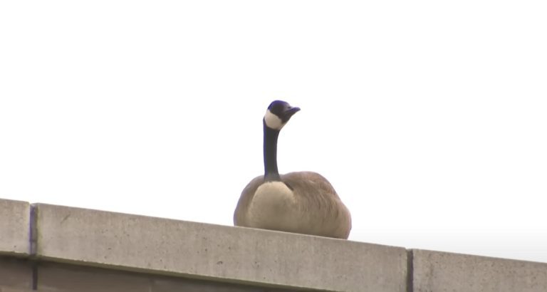 Canada Goose Won’t Leave Shopping Plaza After Mate’s Death