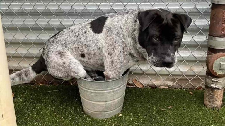 dog sits in bucket at Austin Animal Center