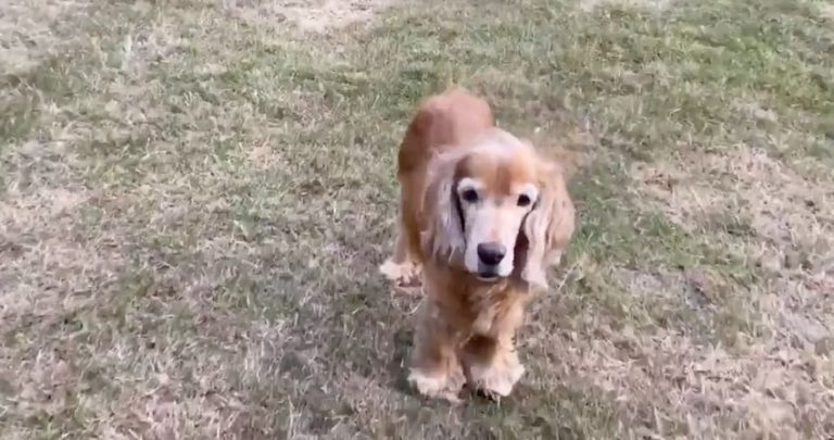senior dog does happy dance