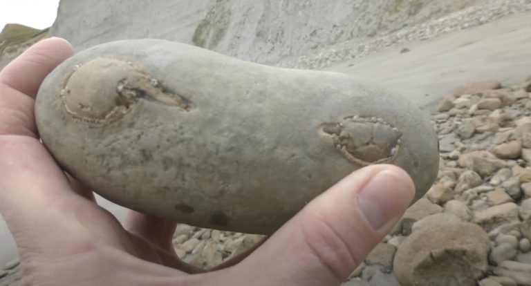 man finds crab fossil in stone