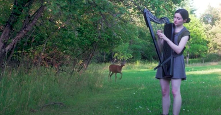 Deer Turns Woman’s Harp Session Into A Disney Movie