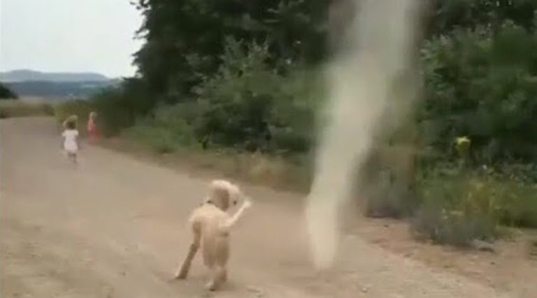 dog runs into dust devil