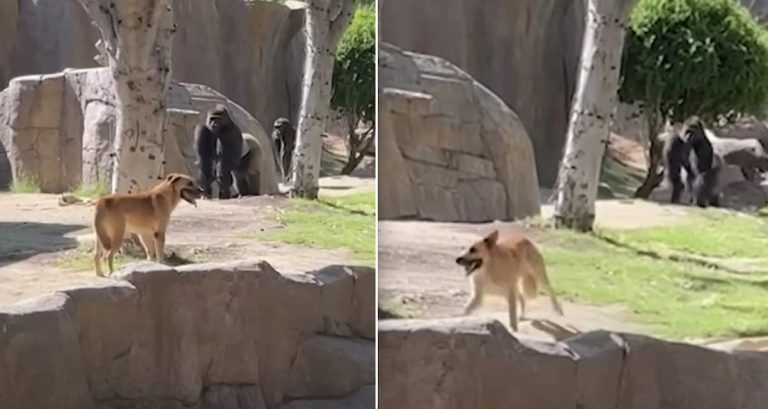Stray Dog Who Wandered Into Zoo’s Gorilla Habitat Very Relieved To Be Rescued