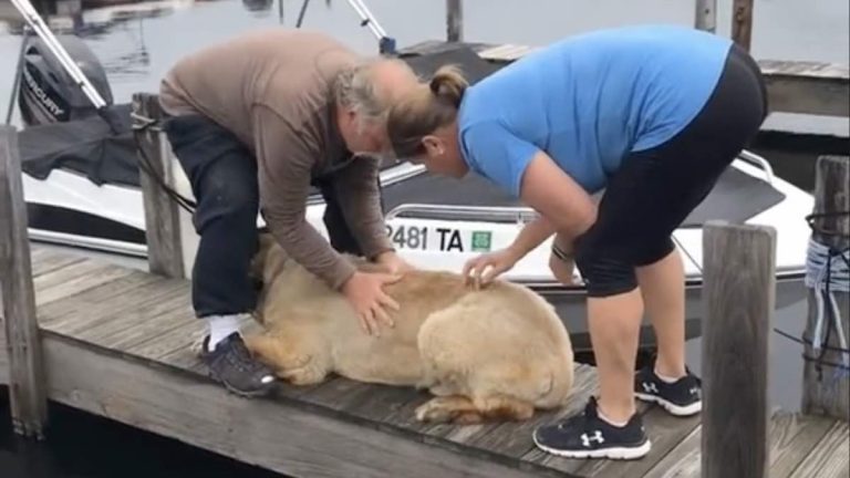 180 Pound Dog Refuses To Turn Around On Narrow Dock