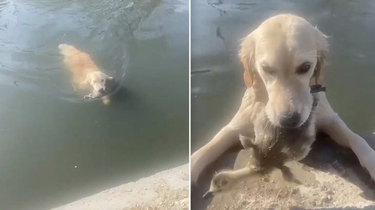 dog retrieves gosling