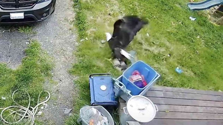 eagle snatches yorkie