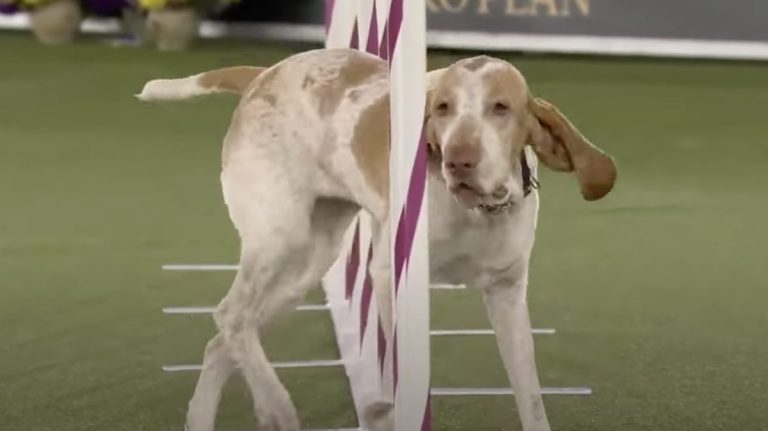 elvira the Bracco Italiano on agility course