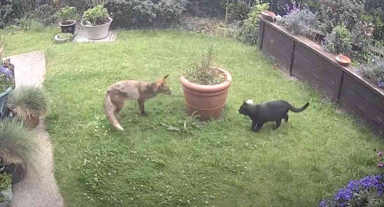 fox plays with cat in garden