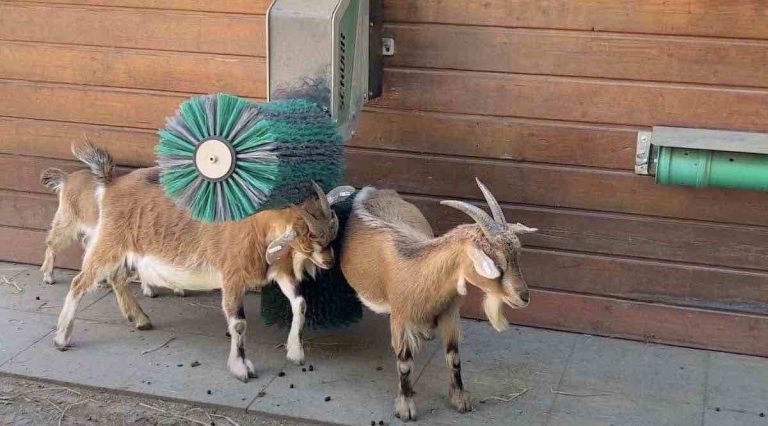 goats scratch itch
