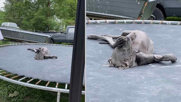 great dane naps on trampoline