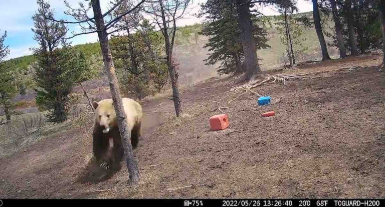 grizzly chases wild horses