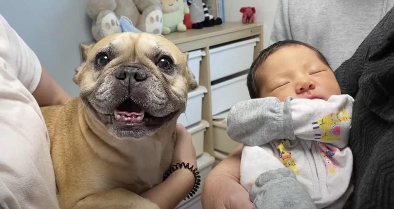 french bulldog loves her new baby sister