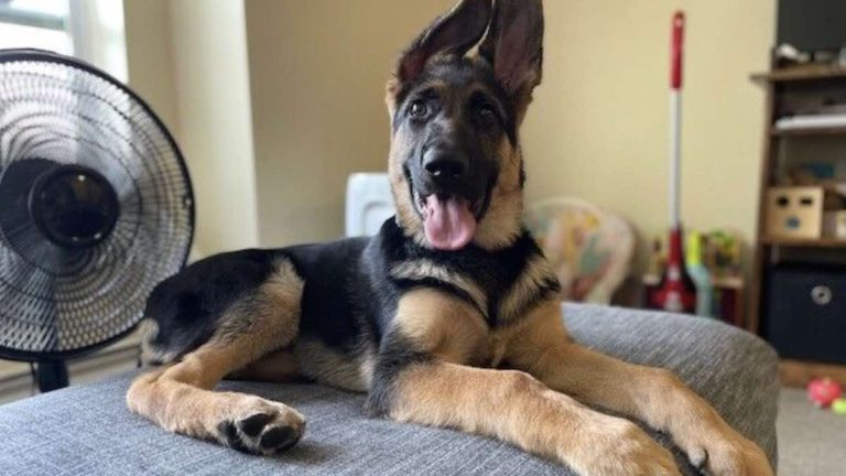woman forced to give up puppy