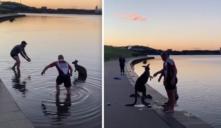 kangaroo offers handshake to rescuers