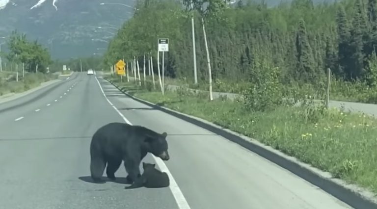 mama bear frustrated with cub