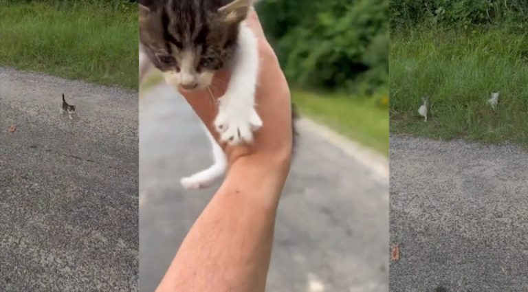 man saves mob of kittens