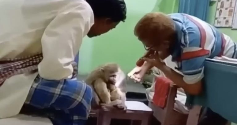 monkey brings her hurt baby to hospital