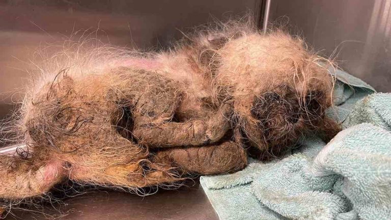 Severely Neglected Dog Thrown Over Shelter’s Fence In Middle Of The Night