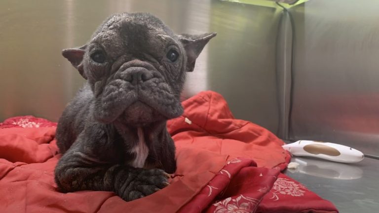 french bulldog rescued from meat farm