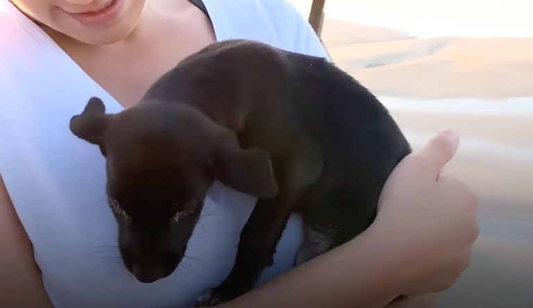 Puppy Found Abandoned On Beach Now Travels Everywhere With Her Mom