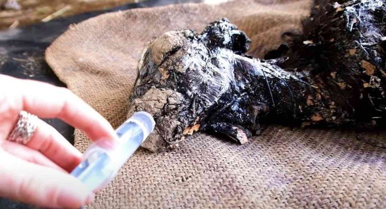baby goat covered in tar rescued