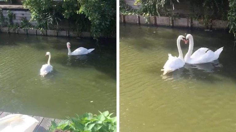 swans happily reunited
