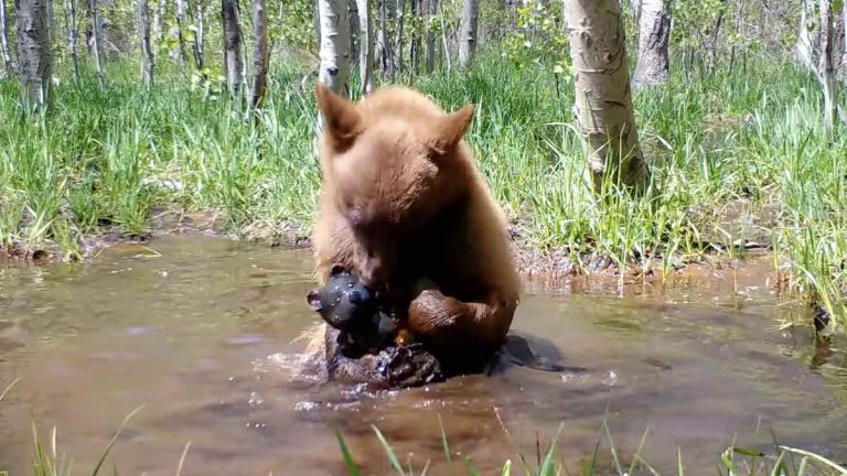 wild bear in pond with toy