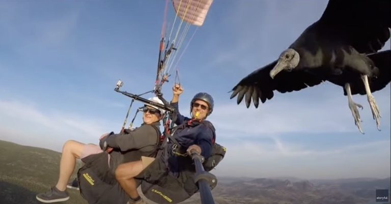 Vulture Leading Paragliders To Thermal Columns Perches On Camera Stick