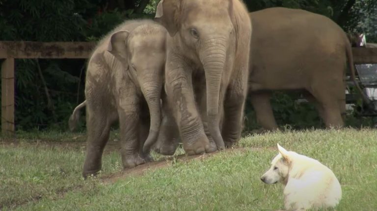 baby elephants meet dogs