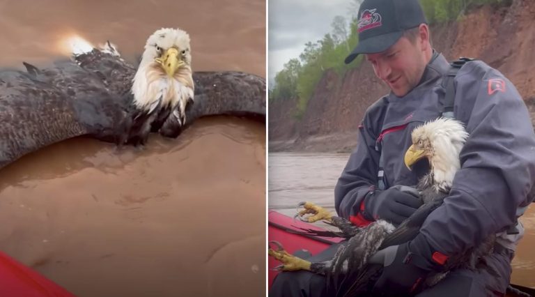 man rescues bald eagle