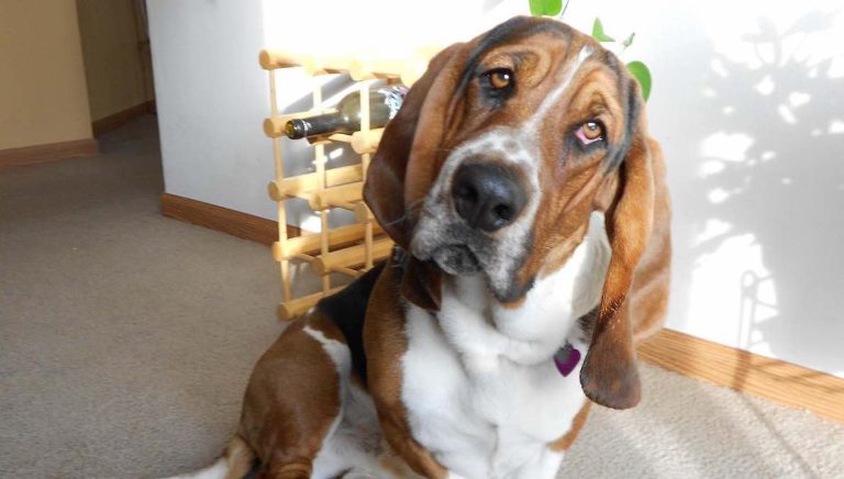 Woman Repeatedly Leaves Her Dog At An Office Thinking It Is A Doggy Day Care