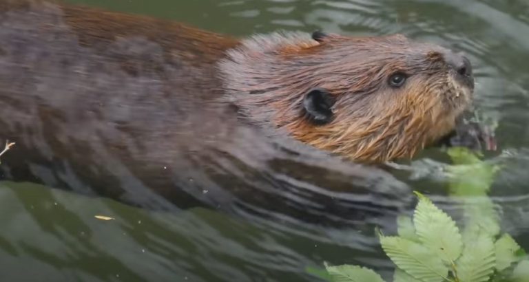 beaver