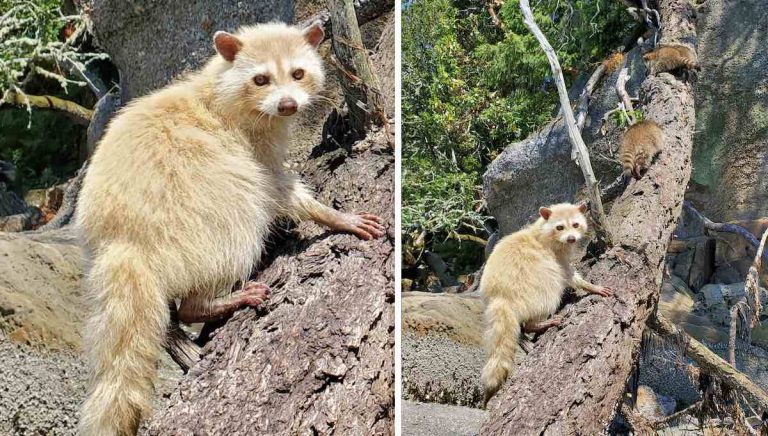 Rare Blonde Raccoon Has A Beach Day With Her Babies