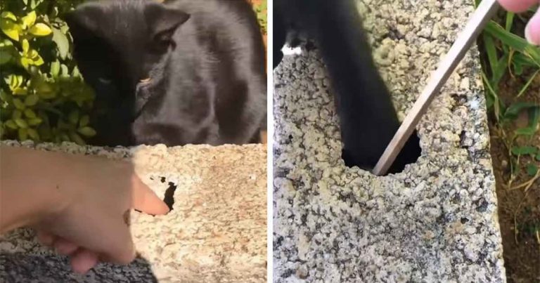 cat retrieves keys in hole