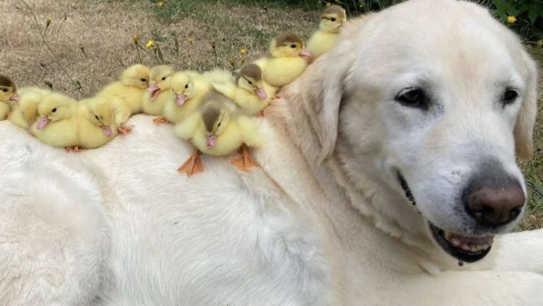 senior dog adopts orphaned ducklings. @mountfitchetcastle