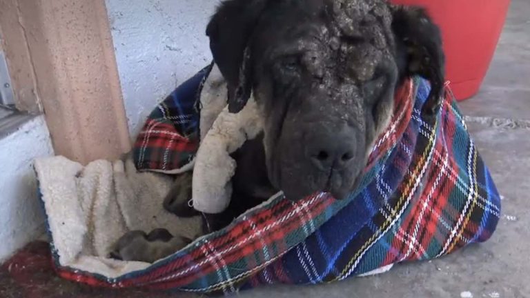 stray dog collapses on porch