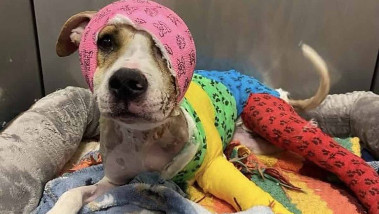 Dog set on fire getting support from around the world