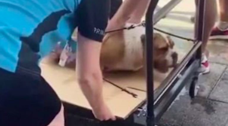 Shop Staff Rush To Help Dog Who Collapsed After Owner Took Her Out In Heat Wave