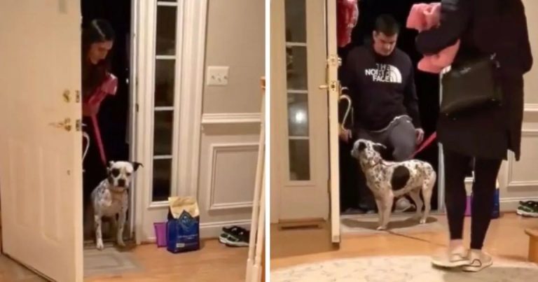 rescue dog hesitant at door