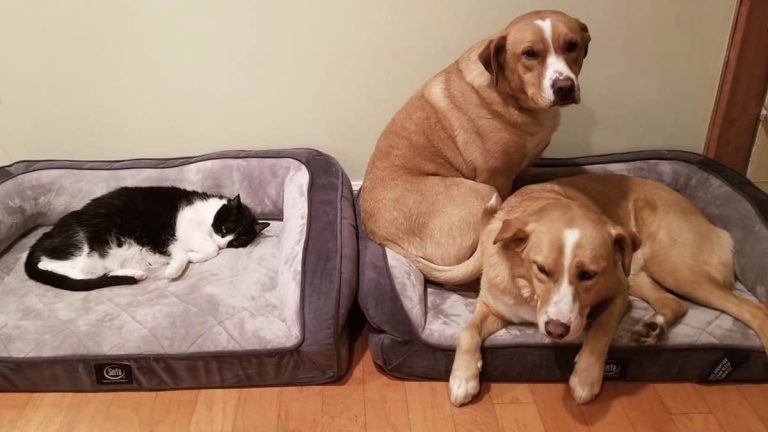 cat takes over dog bed
