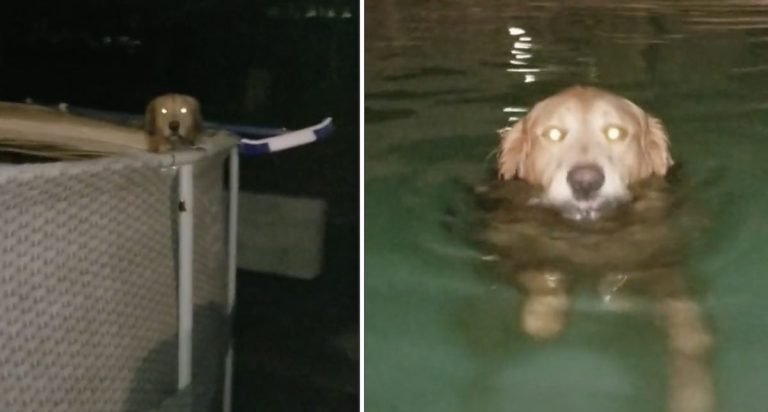 Duke the dog late night swim