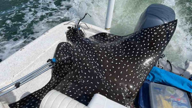 Massive Eagle Ray Startles Family By Jumping Into Boat And Hitting Mom