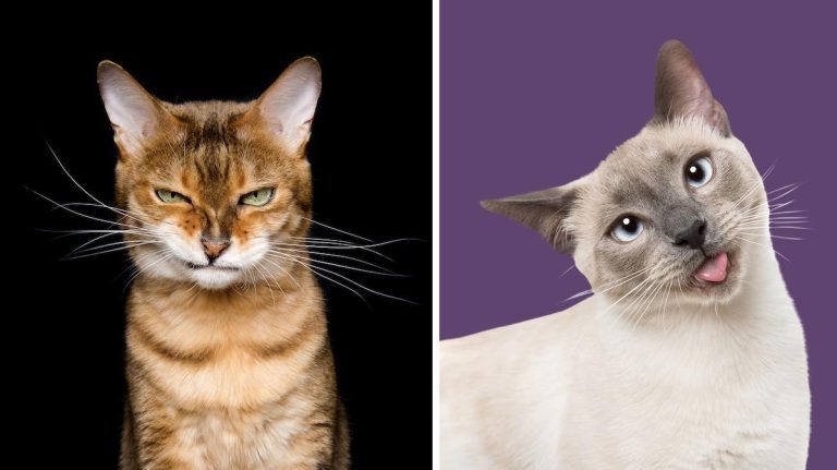 Elke Vogelsang cats