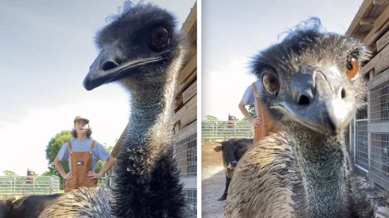 Emu Constantly Interrupts His Owner’s TikTok Videos And Becomes A Star
