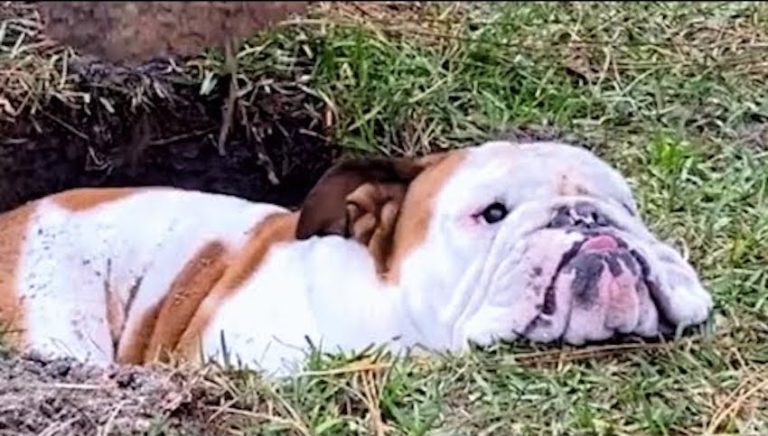 bulldog loves dirt holes