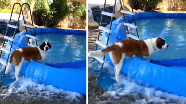 st bernard causes pool to flood backyard