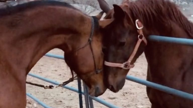 horses reunite