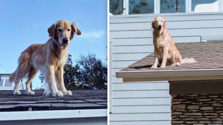 huckleberry the roof dog