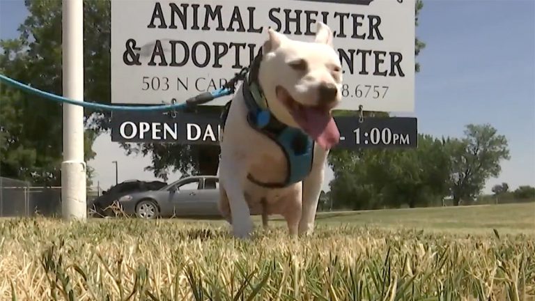 Dog Finds Forever Home After 10 Years